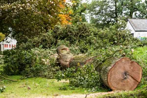 Tree Service of Lafayette emergency tree service and storm clean up in Lafayette, LA