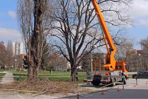 Tree-Service-of-Lafayette-professional-service-to-trim-your-trees-in-Lafayette-LA
