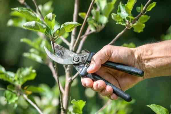 Tree-Service-of-Lafayette-tree-pruning-and-trimming-for-residential-home-in-Lafayette-LA