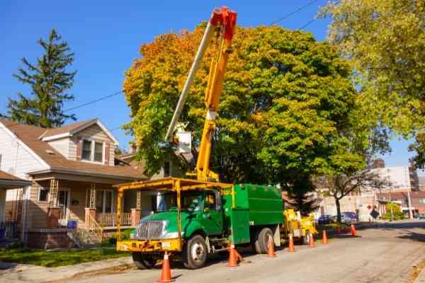 Tree-Service-of-Lafayette-tree-removal-near-me-in-Lafayette-LA Affordable Tree Removal
