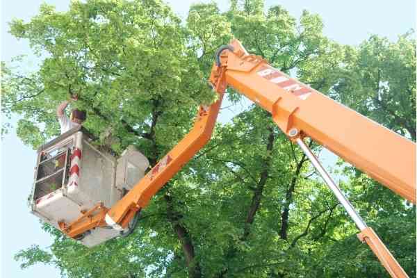 Tree-Service-of-Lafayette-tree-trimming-and-tree-removal-service-in-Lafayette-LA