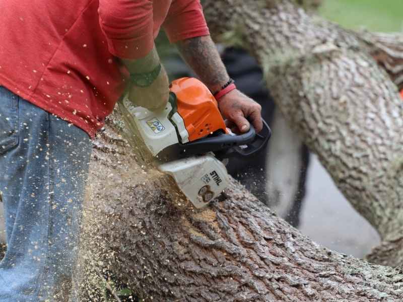 Tree service near Larabee cutting up tree stump for tree removal in Lafayette, LA