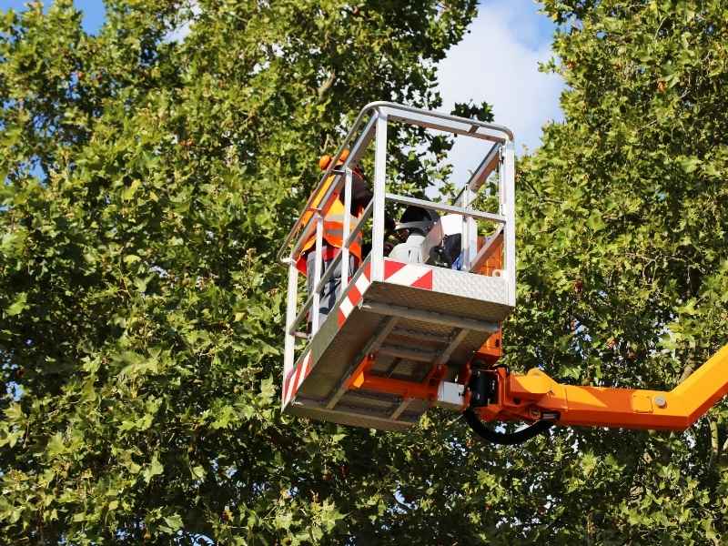 Tree service near Broussard pruning and trimming trees in Lafayette, LA