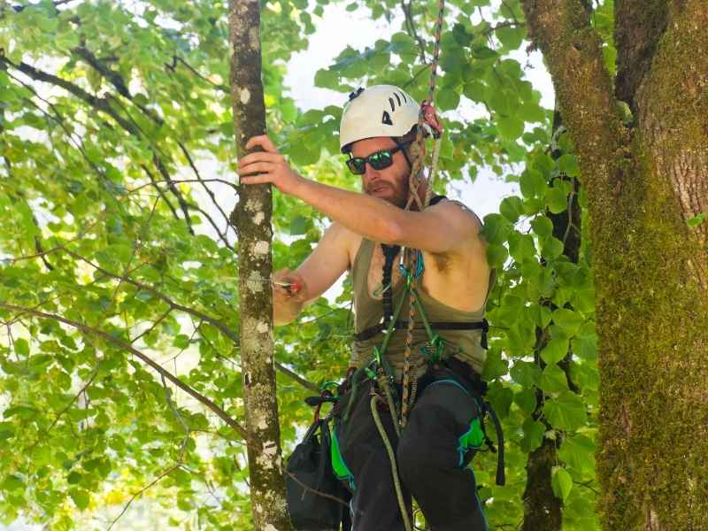 Tree-service-near-Mouton-Tree-service-of-Lafayette-trimming-trees-and-pruning