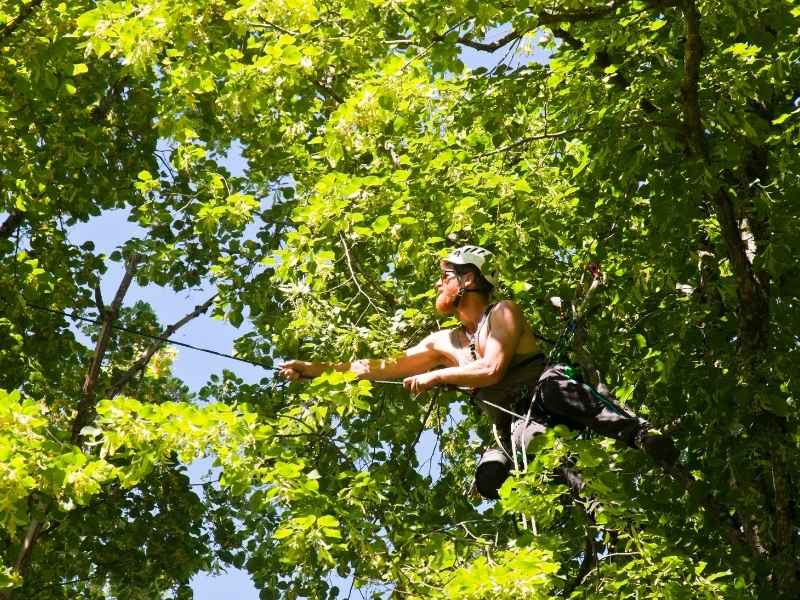 Tree-service-near-Pilette-Tree-service-of-Lafayette-trimming-trees-and-pruning