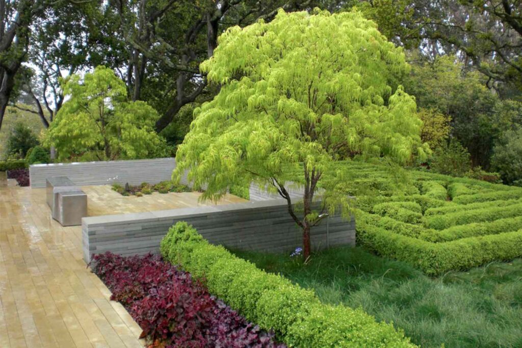 Landscaping trees